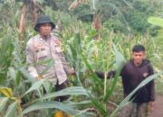 Bhabinkamtibmas Polsek Sendana Turun ke Ladang, Motivasi Petani Jagung Tingkatkan Produktivitas