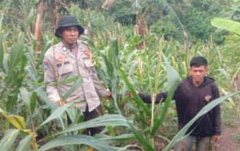 Bhabinkamtibmas Polsek Sendana Turun ke Ladang, Motivasi Petani Jagung Tingkatkan Produktivitas