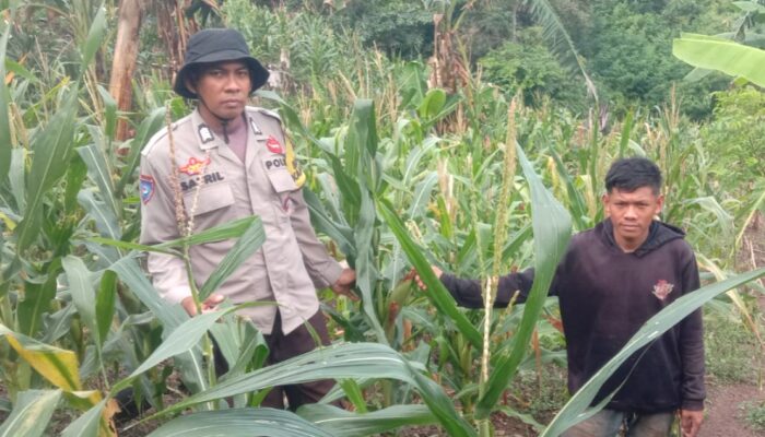 Bhabinkamtibmas Polsek Sendana Turun ke Ladang, Motivasi Petani Jagung Tingkatkan Produktivitas