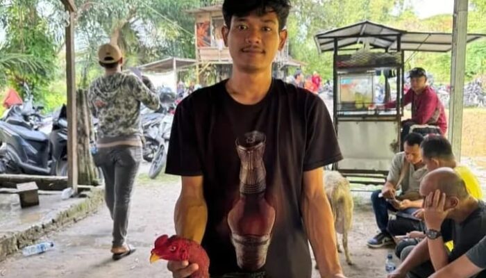 Ironi Operasi Pekat: Kapolrestabes Medan Gencar Sikat Judi, ‘Sabung Ayam’ Gang Sejati Malah Kebal Hukum