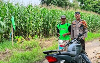 Pastikan Jagung Tumbuh Optimal, Bhabinkamtibmas Polsek Malunda Dampingi Aktivitas Kelompok Tani