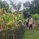 Pantau Langsung Lahan Jagung Binaan, Bhabinkamtibmas Polsek Banggae Dorong Ketahanan Pangan di Galung Utara Majene