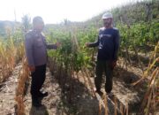Bhabinkamtibmas Polsek Pamboang Tinjau Lahan Tomat, Dorong Produktivitas Petani Demi Ketahanan Pangan Nasional