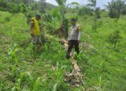 Bhabinkamtibmas Polsek Sumarorong Desa Malimbong Dampingi Penanaman Jagung, Wujud Dukungan Ketahanan Pangan di Mamasa