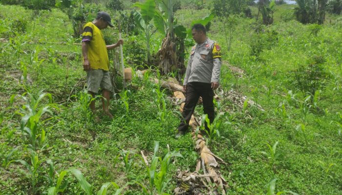 Bhabinkamtibmas Polsek Sumarorong Desa Malimbong Dampingi Penanaman Jagung, Wujud Dukungan Ketahanan Pangan di Mamasa