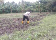 Dukung Ketahanan Pangan, Aipda Henri Suseno Tinjau Perkembangan Jagung Kelompok Tani Sabar Jaya