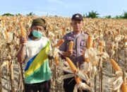 Panen Jagung, Bhabinkamtibmas Polsek Banggae Bersama Kelompok Tani Sipatuo Dukung Ketahanan Pangan Nasional