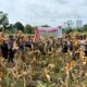 Dukung swasembada Pangan, Polsek Somba Opu Gelar Panen Jagung.