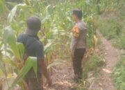 Monitoring Lahan Jagung di Desa Sapan, Kecamatan Pana, Kabupaten Mamasa