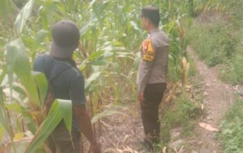 Monitoring Lahan Jagung di Desa Sapan, Kecamatan Pana, Kabupaten Mamasa