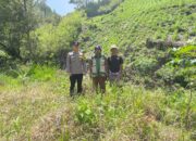 Bhabinkamtibmas Polsek Mamasa Monitoring Perkembangan Lahan Jagung Warga di Orobua Selatan