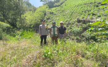 Bhabinkamtibmas Polsek Mamasa Monitoring Perkembangan Lahan Jagung Warga di Orobua Selatan