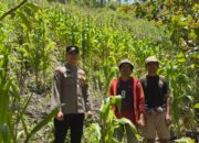 Monitoring Lahan Jagung Warga Binaan di Dusun Uekata Berjalan Lancar