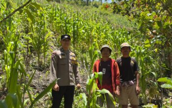 Monitoring Lahan Jagung Warga Binaan di Dusun Uekata Berjalan Lancar