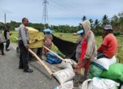 Bhabinkamtibmas Polsek Malunda Dampingi Petani Panen Padi, Wujud Nyata Dukung Ketahanan Pangan di Lombong Timur