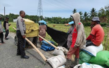 Bhabinkamtibmas Polsek Malunda Dampingi Petani Panen Padi, Wujud Nyata Dukung Ketahanan Pangan di Lombong Timur