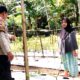 Dukung Ketahanan Pangan, Bhabinkamtibmas Polsek Banggae Kontrol Kebun Cabai P2B di Baruga Dhua