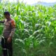 Dukung Ketahanan Pangan, Bhabinkamtibmas Polsek Malunda Pantau Perkembangan Jagung Kelompok Tani Pomolimbo