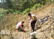 Bhabinkamtibmas Polsek Sumarorong Monitoring Penanaman Jagung di Desa Binaan