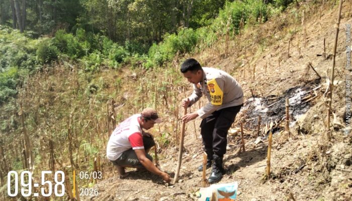 Bhabinkamtibmas Polsek Sumarorong Monitoring Penanaman Jagung di Desa Binaan