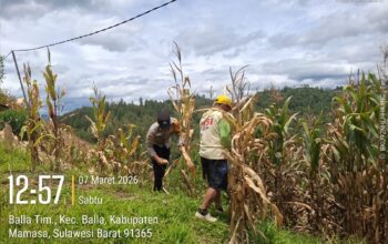Kegiatan Monitoring Penanaman Jagung di Desa Binaan