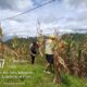Panen Jagung Poktan Sipakaboro’ Capai 4,2 Ton, Bhabinkamtibmas Desa Balla Timur Turut Mendampingi