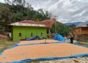 Panen Jagung Warga Binaan di Desa Tadokalua Capai 2 Ton