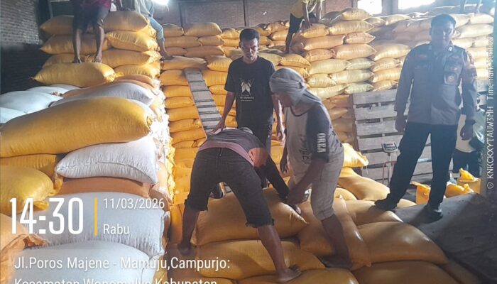Personel Polsek Mambi Dampingi Pengiriman 11,2 Ton Jagung Petani ke Bulog Polman