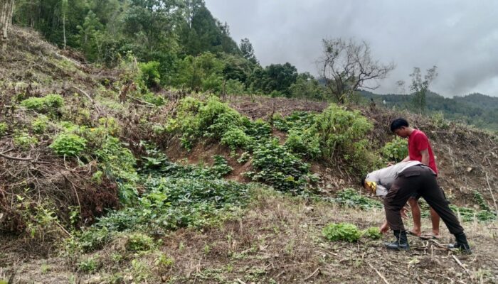 Bhabinkamtibmas Polsek Pana Monitoring Lahan Jagung Warga di Desa Ulusalu