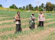 Bhabinkamtibmas Polsek Banggae Sambangi Kelompok Tani, Dukung Budidaya Bawang Merah untuk Ketahanan Pangan