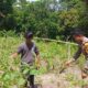 Perkuat Ketahanan Pangan, Bhabinkamtibmas Polsek Banggae Tinjau Kebun Terong Petani Binaan