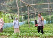 Bhabinkamtibmas Polsek Banggae Pantau Kebun KWT Buah Anggur, Dukung Program Ketahanan Pangan