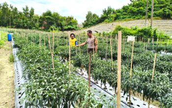 Bhabinkamtibmas Polsek Banggae Dorong Ketahanan Pangan, Sambangi Petani Cabai di Tande Timur