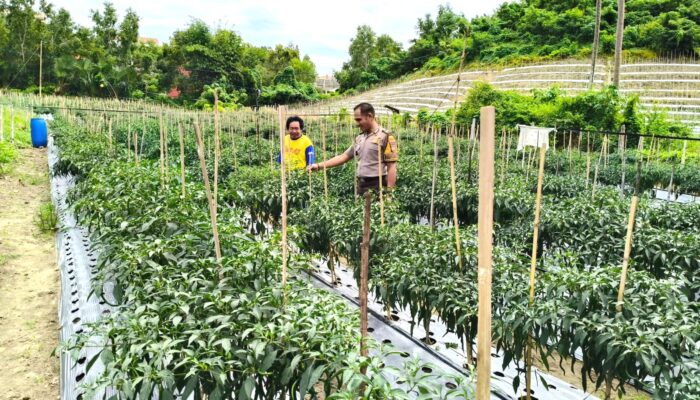 Bhabinkamtibmas Polsek Banggae Dorong Ketahanan Pangan, Sambangi Petani Cabai di Tande Timur