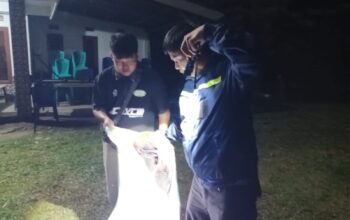 Coba Kelabui Petugas, Polsek Sopai Gerebek Judi Sabung Ayam Amankan 8 Ekor Barang  Bukti