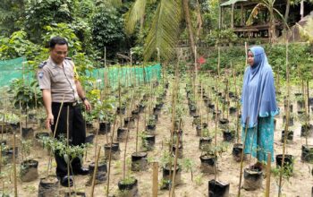 Bhabinkamtibmas Polsek Banggae Aktif Dorong Ketahanan Pangan, AIPTU Muchlis Nur Pantau Budidaya Cabai di Baruga Dhua