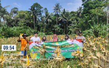 Dukung Swasembada Pangan,Polsek Rangkasbitung Polres Lebak Gelar Panen Raya Jagung Kuartal I di Kampung Pulo