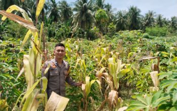 Bhabinkamtibmas Polsek Banggae Turun ke Lahan, Kawal Ketahanan Pangan Lewat Pemantauan Tanaman Jagung dan Singkong di Copala