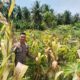 Bhabinkamtibmas Polsek Banggae Turun ke Lahan, Kawal Ketahanan Pangan Lewat Pemantauan Tanaman Jagung dan Singkong di Copala