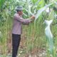 Pantau Ladang Jagung di Galung, Bhabinkamtibmas Polsek Malunda Pastikan Siap Panen April Mendatang