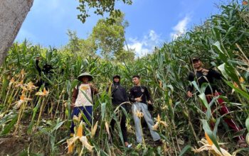 Personel Polres Mamasa Monitoring Lahan Jagung Jelang Panen di Desa Balla, Kabupaten Mamasa