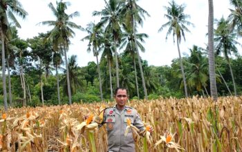 Sukseskan Ketahanan Pangan Nasional, Bhabinkamtibmas Polsek Banggae Pantau Jagung Siap Panen di Tande Timur