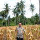 Sukseskan Ketahanan Pangan Nasional, Bhabinkamtibmas Polsek Banggae Pantau Jagung Siap Panen di Tande Timur