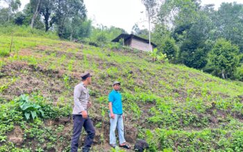 Bhabinkamtibmas Polsek Aralle Monitoring Lahan Jagung Warga di Mamasa, Panen Diperkirakan Juni 2026
