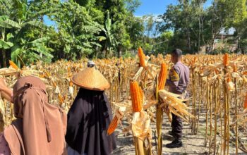 Bhabinkamtibmas Polsek Banggae Berhasil Dorong Ketahanan Pangan, Panen Jagung 1 Ton Bersama Kelompok Tani Sipatuo