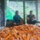 Panen Jagung di Desa Rippung Capai Hasil Menggembirakan, Wujud Nyata Pembinaan Pertanian Polisi