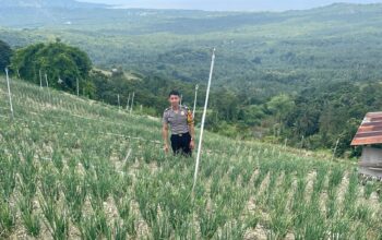 Bhabinkamtibmas Polsek Banggae Pantau Kebun Bawang, Dorong Ketahanan Pangan dan Ekonomi Warga Sibunoang