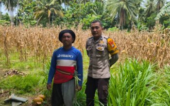 Jagung Siap Panen di Malunda, Bhabinkamtibmas Polsek Malunda Terus Dorong Petani Sukseskan Ketahanan Pangan Nasional