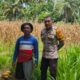 Jagung Siap Panen di Malunda, Bhabinkamtibmas Polsek Malunda Terus Dorong Petani Sukseskan Ketahanan Pangan Nasional