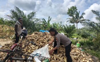 Panen Jagung Bersama, Bhabinkamtibmas Polsek Sarudu Dorong Warga Jual Hasil ke Bulog